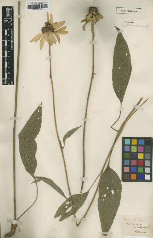 Rudbeckia nudicaulis Pers. - BM001025581