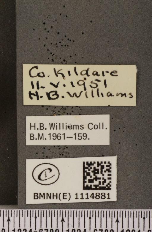 Anthocharis cardamines hibernica Williams, 1916 - BMNHE_1114881_label_67774