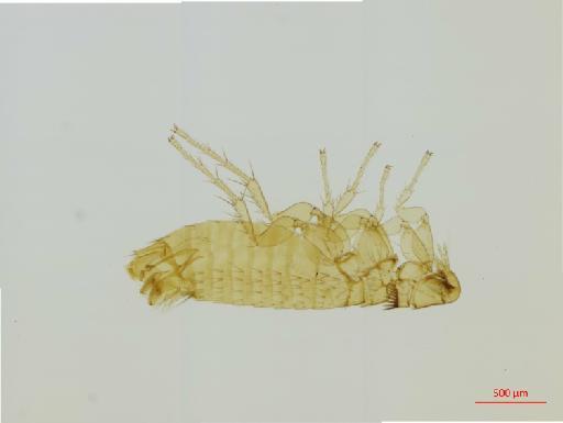 Palaeopsylla minor Dale, 1878 - 010177336__2016_12_13-Scene-1-ScanRegion0