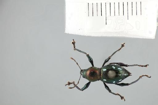 Sphenomorpha wallacei (Pascoe, 1871) - Sphenomorpha_wallacei_female