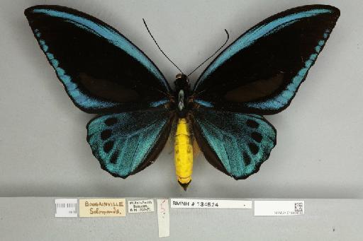 Ornithoptera priamus urvillianus Guérin-Méneville, 1829 - 013604583__