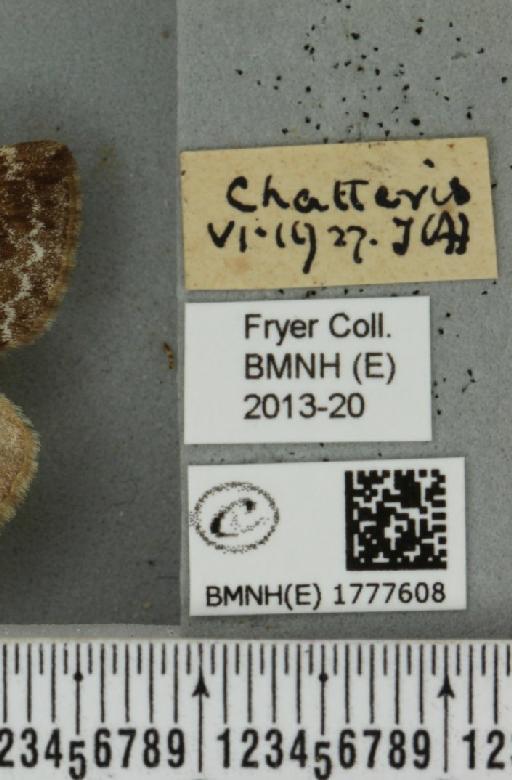 Dysstroma truncata truncata (Hufnagel, 1767) - BMNHE_1777608_label_349160
