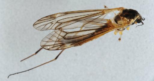 Tipula (Tipula) paludosa Meigen, 1830 - 014111541_dorsal_processed