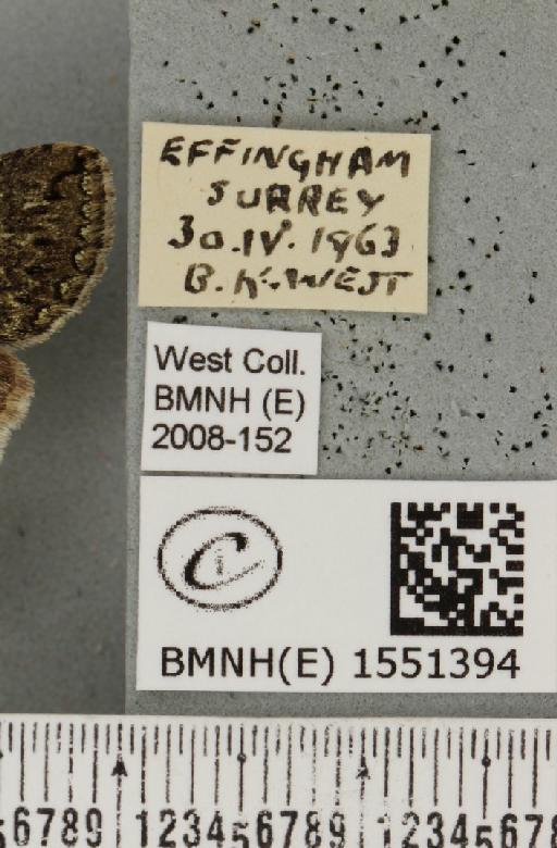 Polyploca ridens (Fabricius, 1787) - BMNHE_1551394_label_238717
