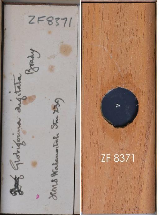 Globigerina digitata Brady, 1879 - ZF 8371.tif