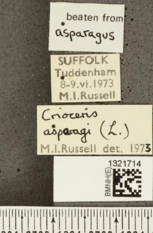 Crioceris (Crioceris) asparagi (Linnaeus, 1758) - BMNHE_1321714_label_11493