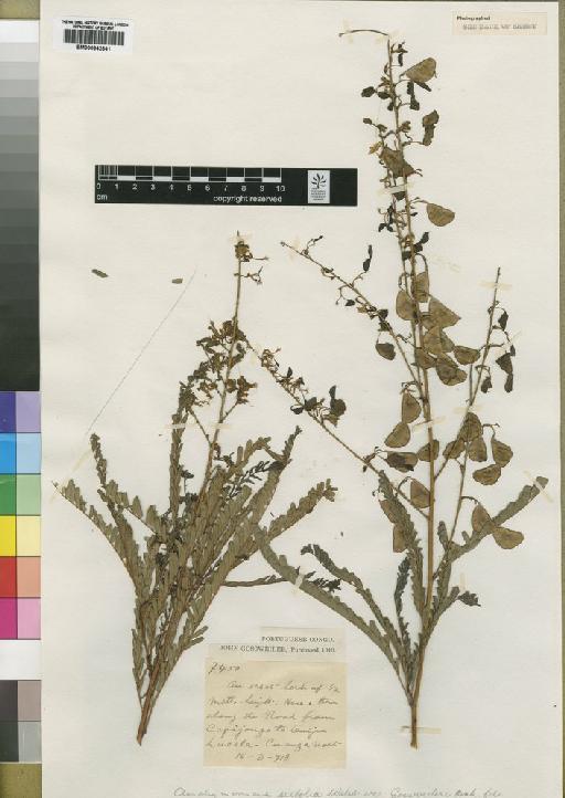 Aeschynomene siifolia var. gossweileri Baker f. - BM000842841