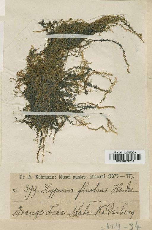 Leptodictyum riparium (Hedw.) Warnst. - BM000878716