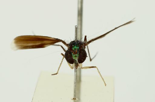 Chrysosoma bicolor Parent, 1937 - 010398017-Chrysosoma_bicolor-habitus_frontal1