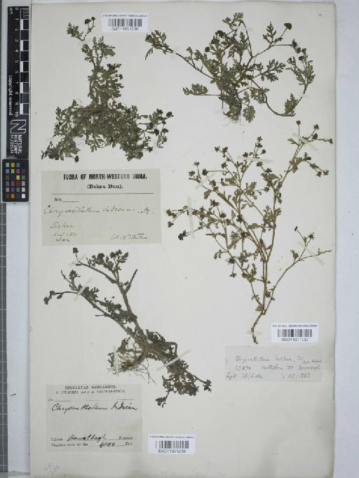 Chrysanthellum americanum (L.) Vatke - 011031238