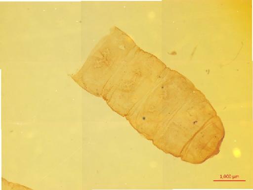 Lamiinae Latreille, 1825 - 010134237___1