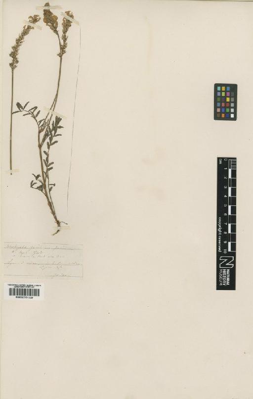 Onobrychis arenaria DC. - BM000751329