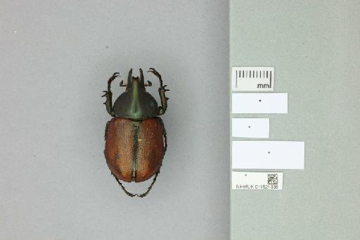 Agaocephala mannerheimi Laporte, 1832 - 011521336_Labels_Ventral