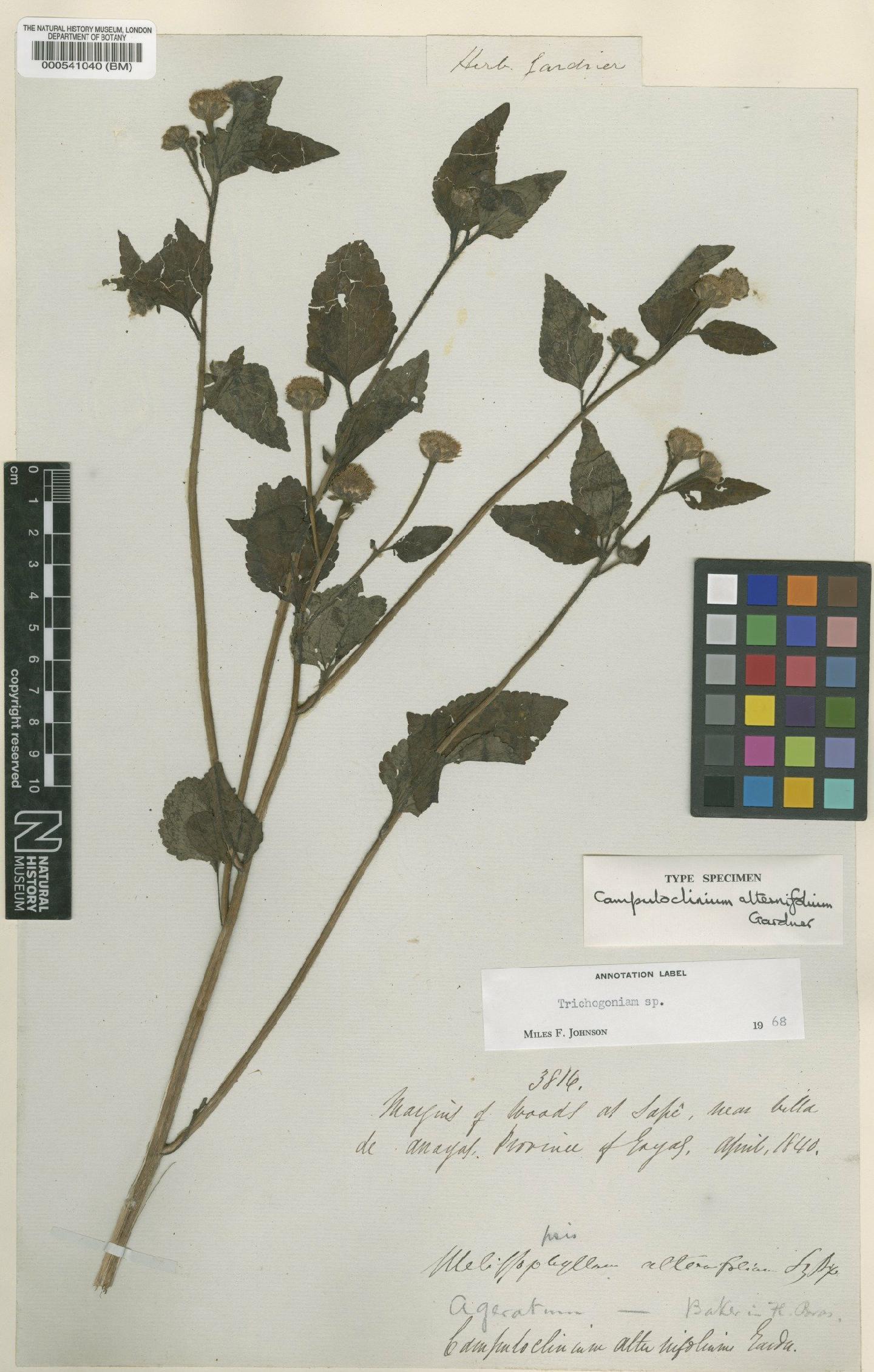 To NHMUK collection (Campuloclinium alternifolium Gardner; Type; NHMUK:ecatalogue:4974701)
