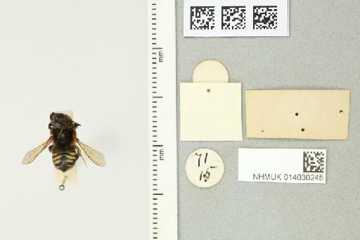 Megachile (Moureapis) anthidioides Smith, F., 1879 - 014030245_additional