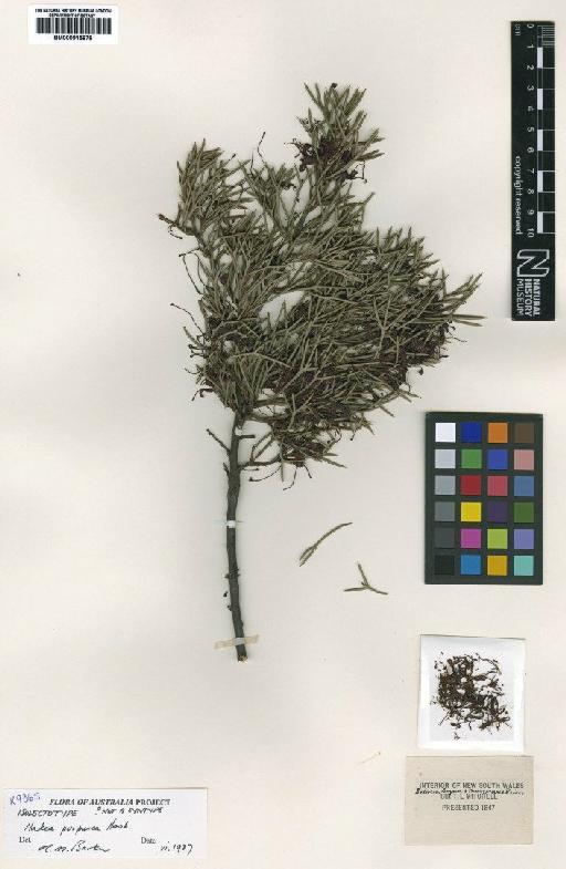 Hakea purpurea Hook. - BM000915678