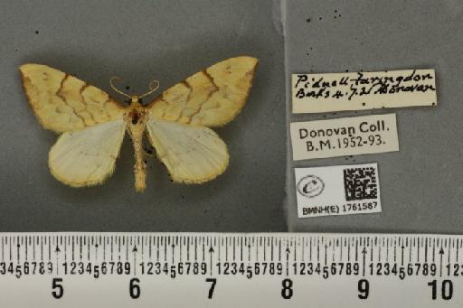 Gandaritis pyraliata (Denis & Schiffermüller, 1775) - BMNHE_1761587_345180