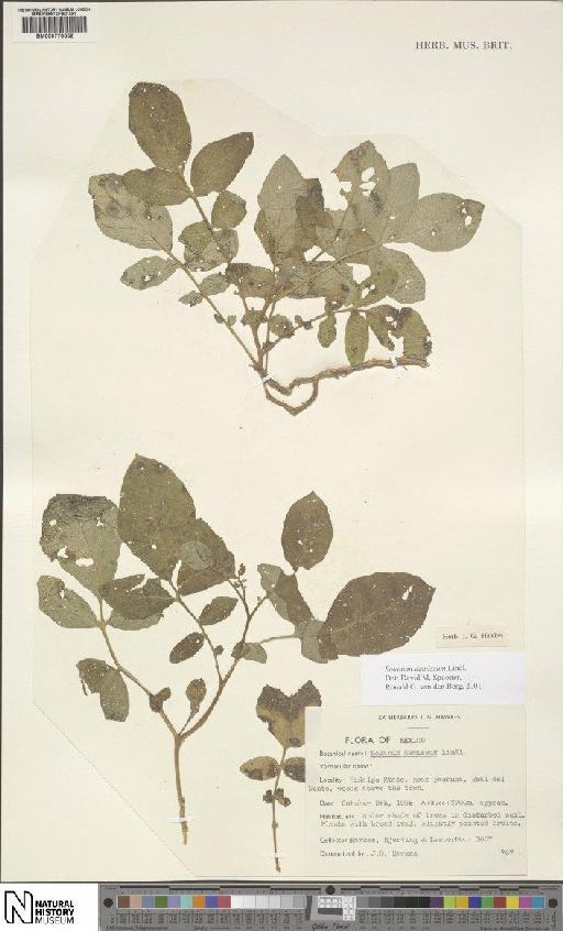 Solanum demissum - BM000776552