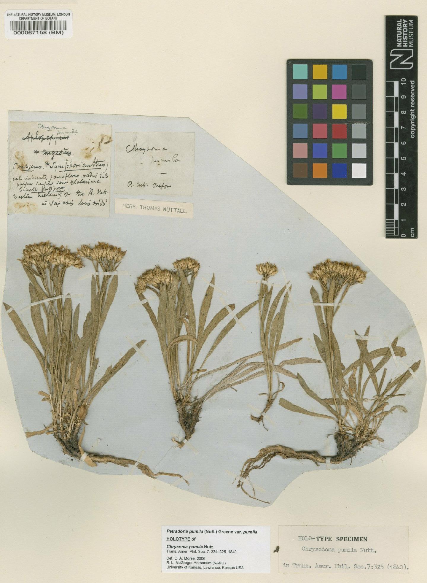 To NHMUK collection (Petradoria pumila (Nutt.) Greene; Holotype; NHMUK:ecatalogue:747079)