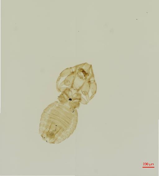 Eutrichophilus exiguus Werneck, 1950 - 010696574__2017_08_16-Scene-1-ScanRegion0