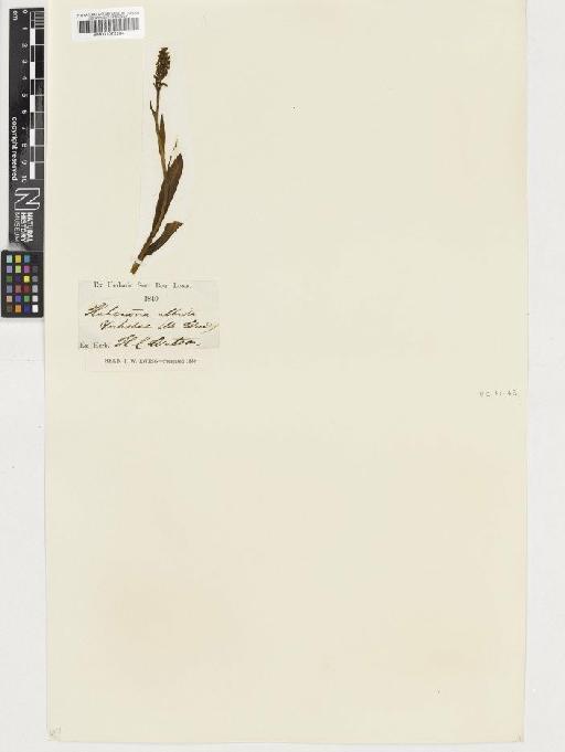 Pseudorchis albida (L.) Á.Löve & D.Löve - BM001072284