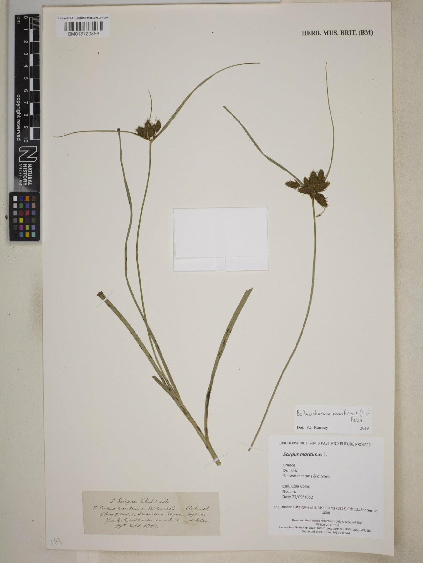 To NHMUK collection (Scirpus maritimus L.; NHMUK:ecatalogue:9085136)