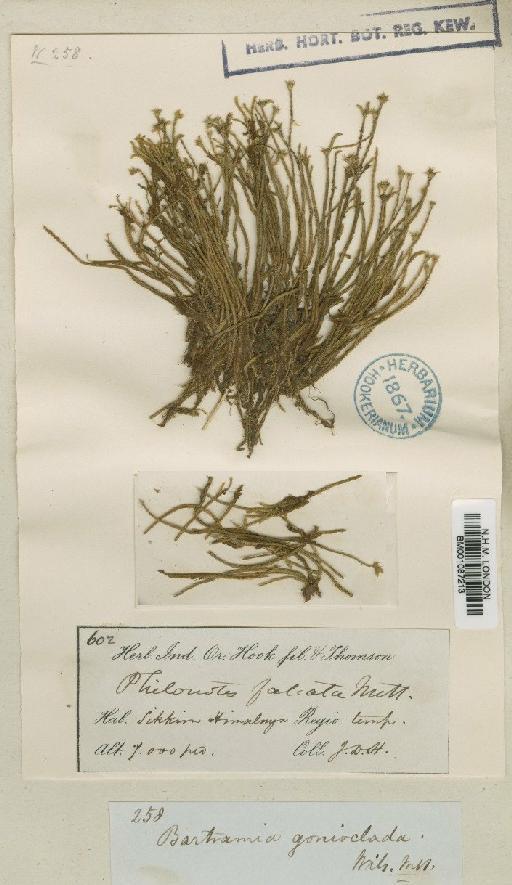 Philonotis falcata (Hook.) Mitt. - BM001087213