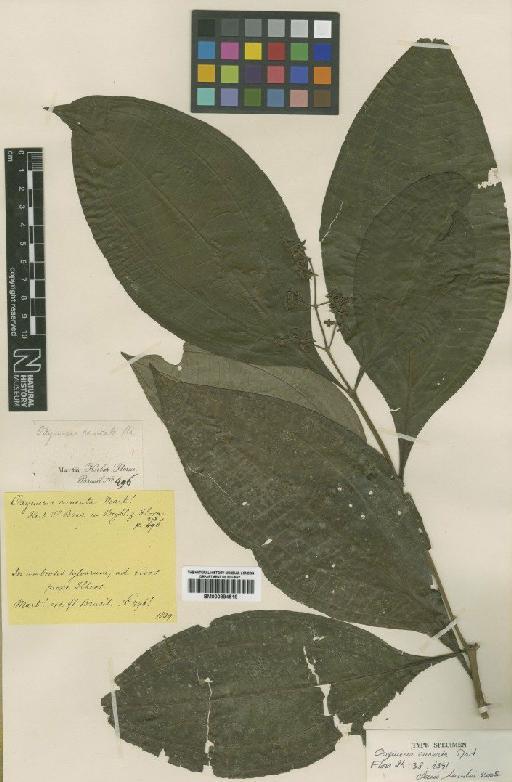 Leandra cuneata (Mart.) Cogn. - BM000884518