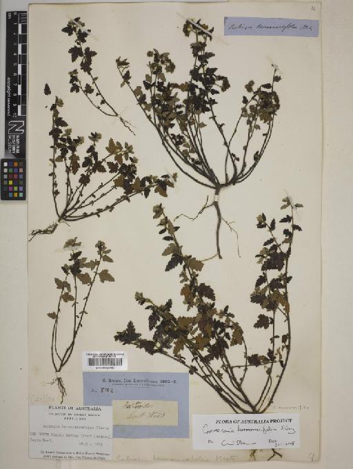 Commersonia hermanniifolia J.Gay - BM000820153