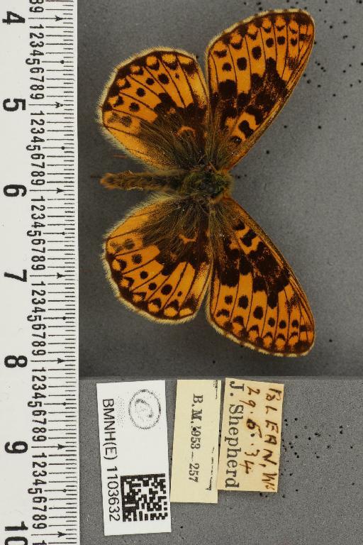 Boloria euphrosyne ab. pittionii Nitsche, 1926 - BMNHE_1103632_15063