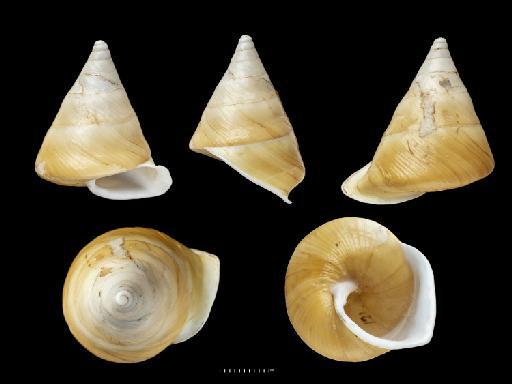 Helix (Geotrochus) turris Adams, 1865 - 1907.11.21.140, SYNTYPE, Helix (Geotrochus) turris Adams, 1865