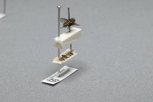 Sarcophaga (Myorhina) nigriventris Meigen, 1826 - 015091841_additional_1