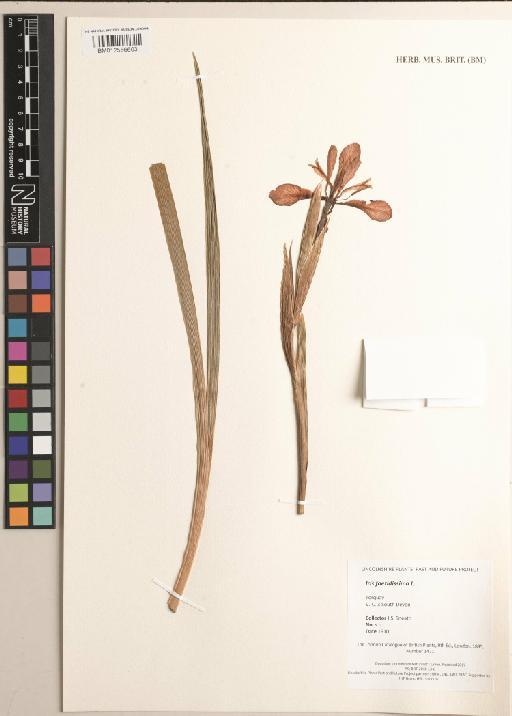 Iris foetidissima L. - BM012556603