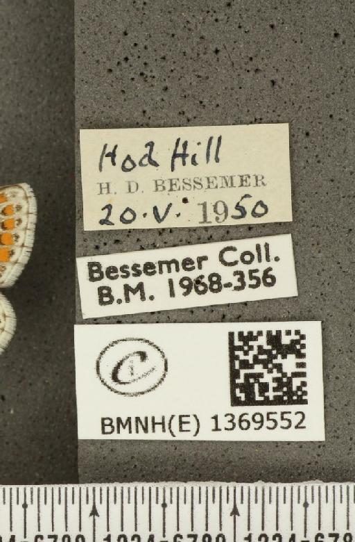 Aricia agestis ab. postico-obsoleta Tutt, 1912 - BMNHE_1369552_label_177526