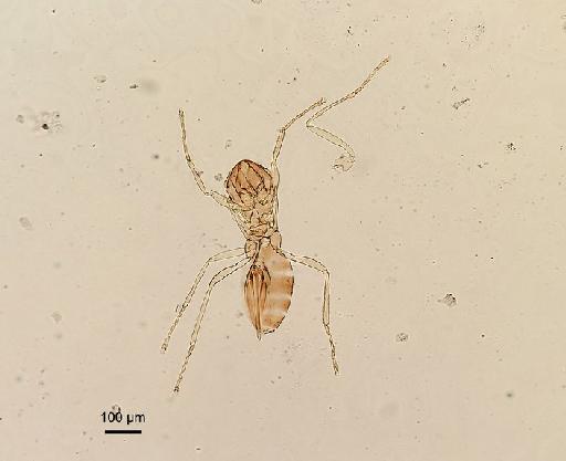 Arescon confusus Triapitsyn, 2016 - Arescon mudigerensis Subba Rao, 1989 #1414689 PT body