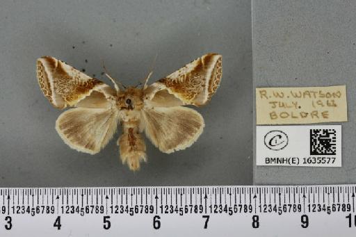 Habrosyne pyritoides (Hufnagel, 1766) - BMNHE_1635577_202010