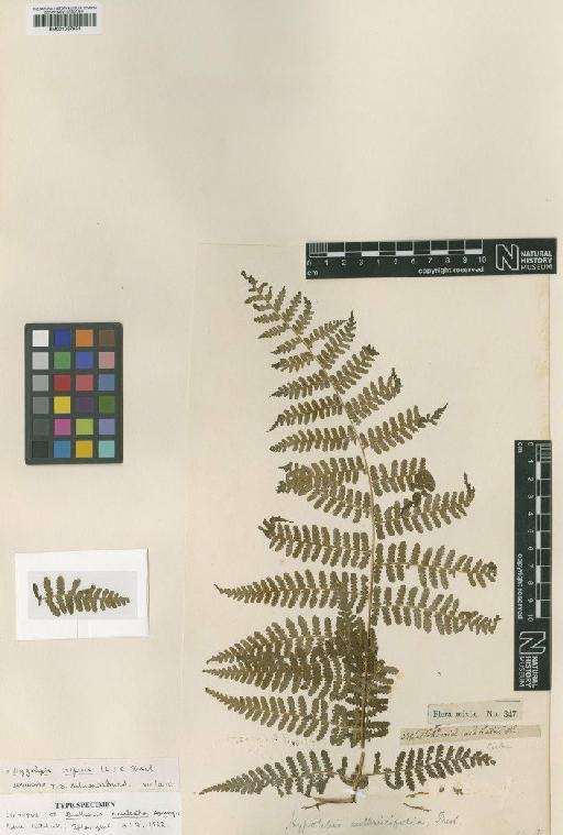 Jamesonia alstonii A.F.Tryon - BM001067953