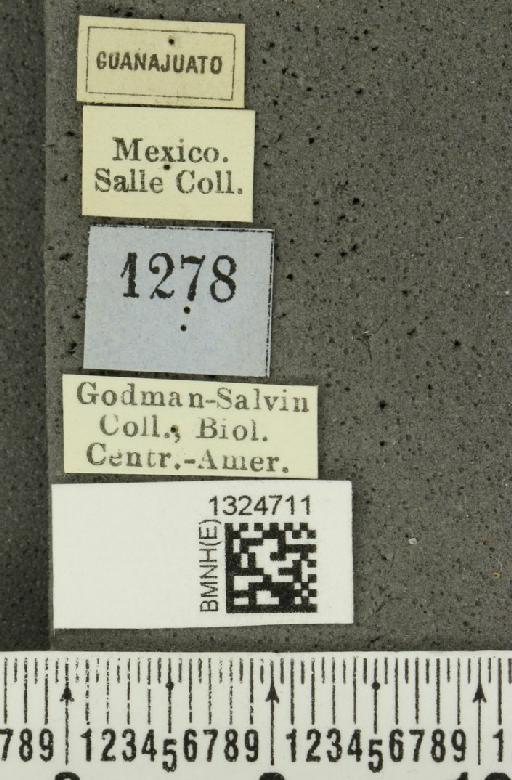 Amphelasma cavum (Say, 1835) - BMNHE_1324711_label_22110