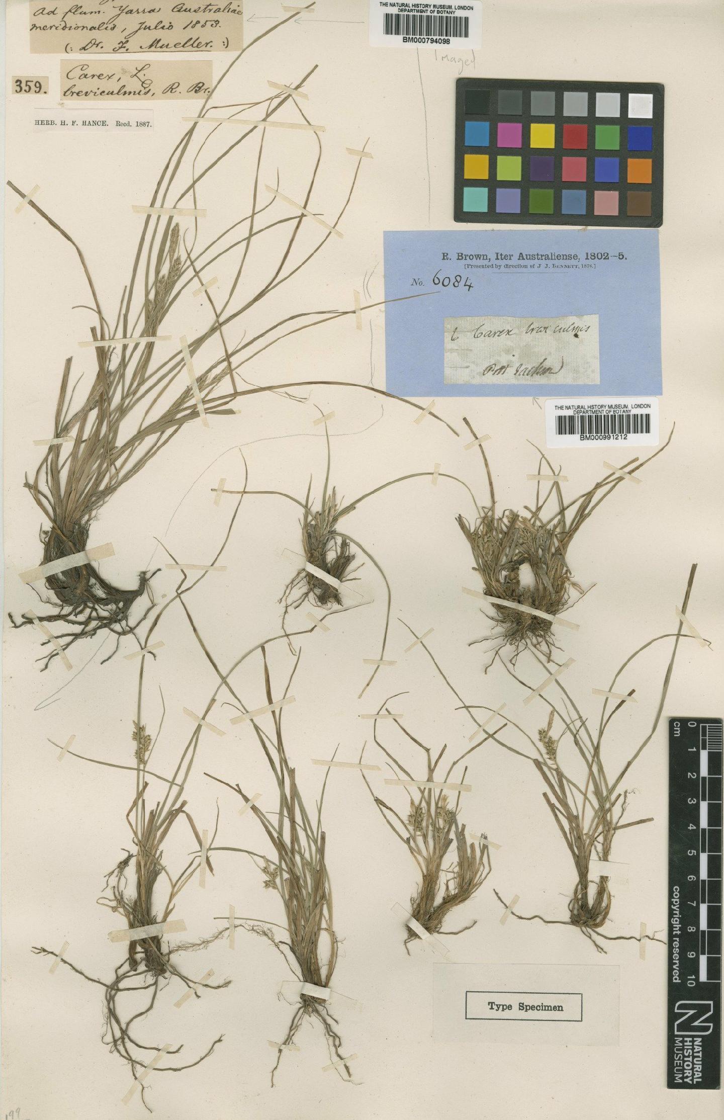 To the Natural History Museum, London (Carex breviculmis R.Br. BM000794098 type 1)