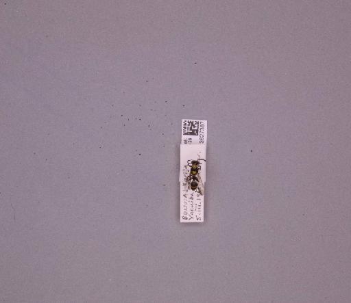Polybia ruficeps asticta Richards, 1978 - 013627387_233874_1666275