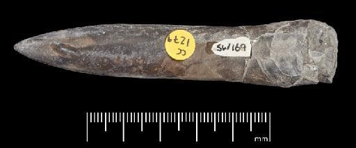 Acrocoelites (Odontobelus) vulgaris (Young & Bird, 1822) - PI CC 1279 - belemnite