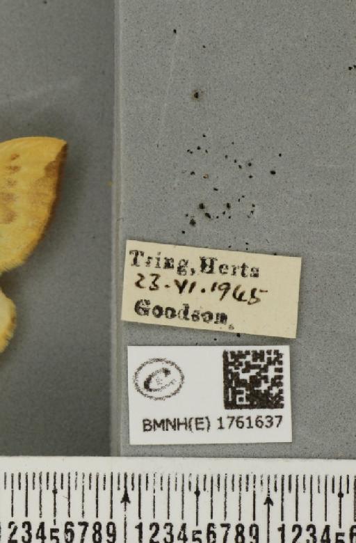 Gandaritis pyraliata (Denis & Schiffermüller, 1775) - BMNHE_1761637_label_345223