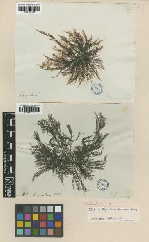 Polysiphonia decipiens Mont. - BM001067760