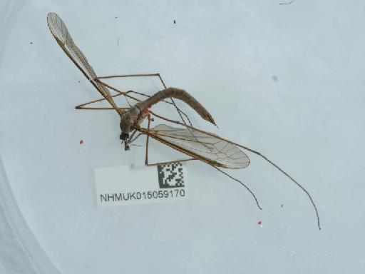 Tipula (Tipula) oleracea Linnaeus, 1758 - 015059170_4