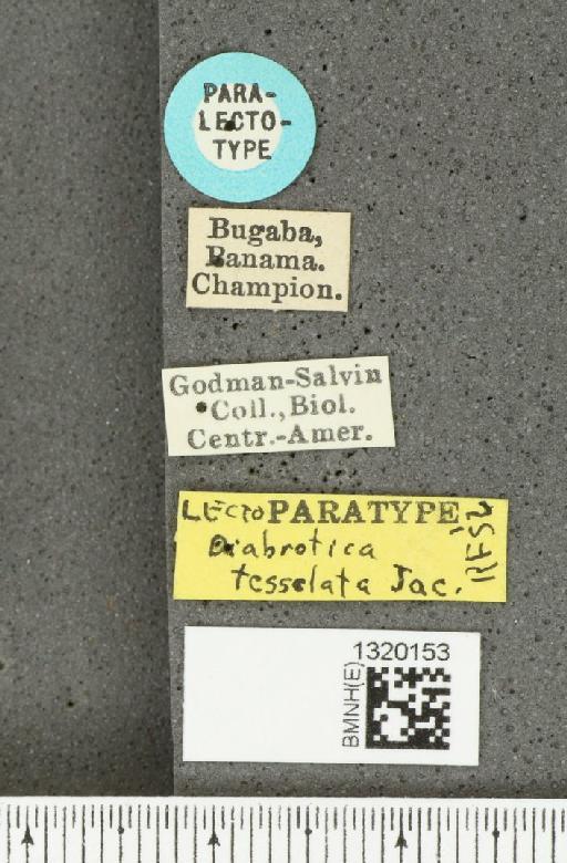 Diabrotica tessellata Jacoby, 1887 - BMNHE_1320153_label_17954