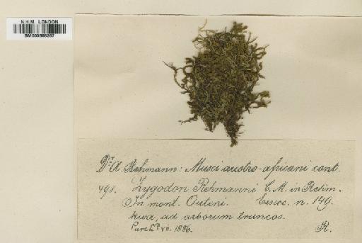 Zygodon trichomitrius Hook. & Wilson - BM000868267