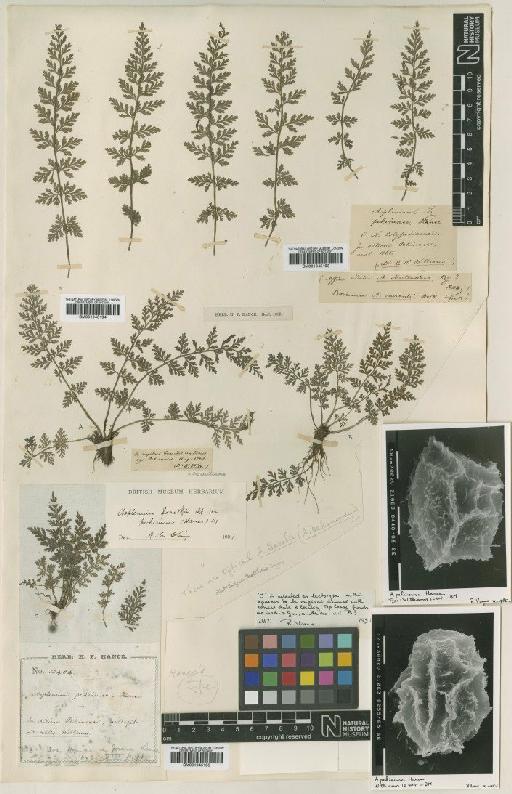 Asplenium pekinense Hance - BM001045193