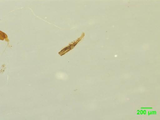 Scaphidiinae Latreille, 1806 - 010188831___1