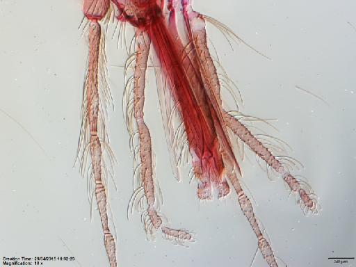 Lutzomyia (Psychodopygus) bispinosa Fairchild & Hertig, 1951 - Lutzomyia_bispinosa-BMNH(E)1251325_PT-female_palpi-10x.tif