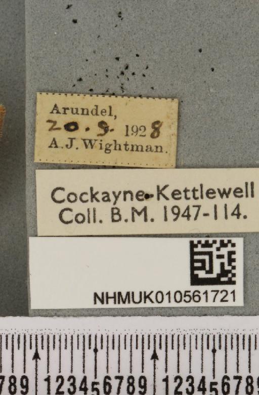 Tiliacea aurago ab. internmixta Wightman, 1941 - NHMUK_010561721_label_619410